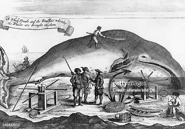 Walfang: Erlegter Wal, mithilfe einer Winde an Land gebracht- Illustration nach einem Kupferstich aus Hulsius' Schiffahrt, Frankfurt/Main 1650