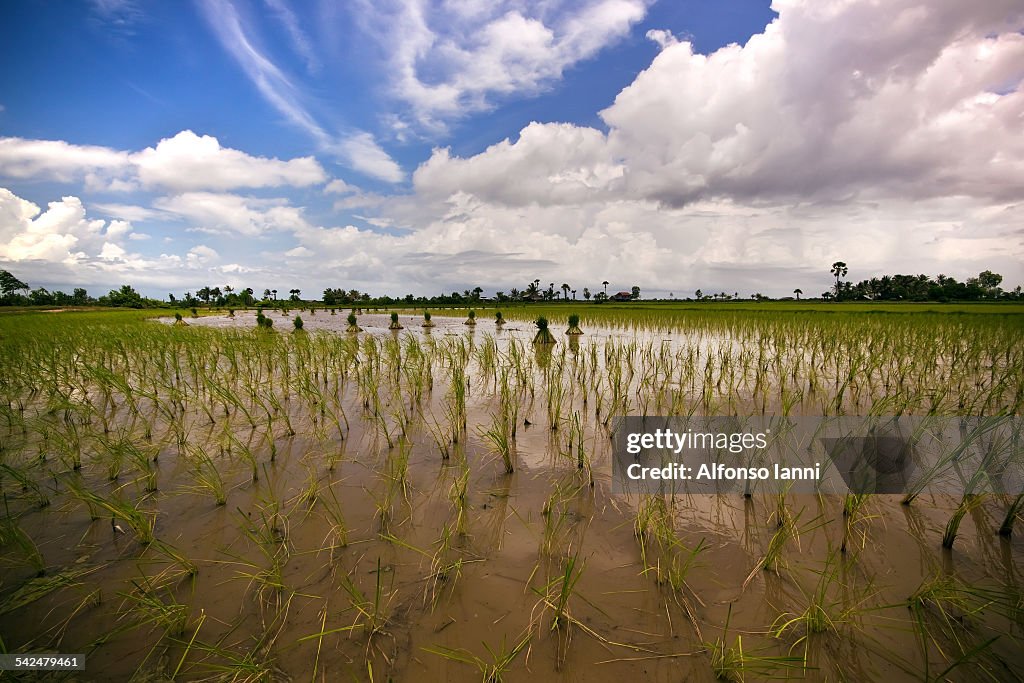 Cambodian Rice Field