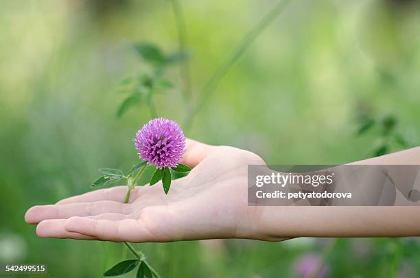 bulgaria, close-up of hand with flower - clover sprouts stock pictures, royalty-free photos & images