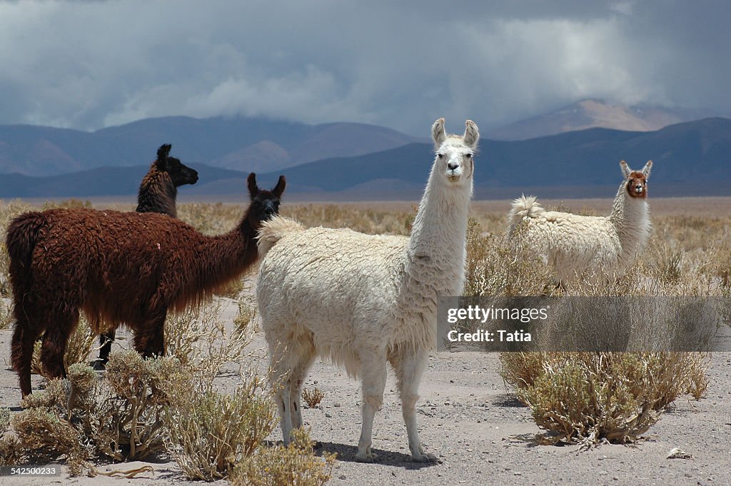 Argentina, Wild lamas in plain