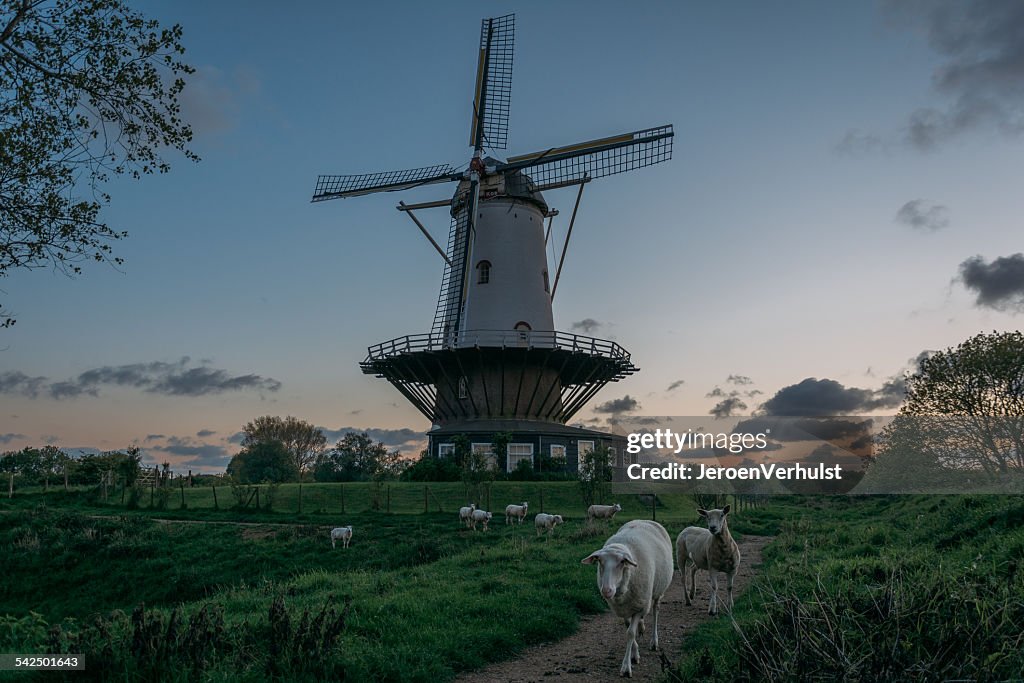 Netherlands, Zeeland, Veere, Windmill and grazing sheep at dusk