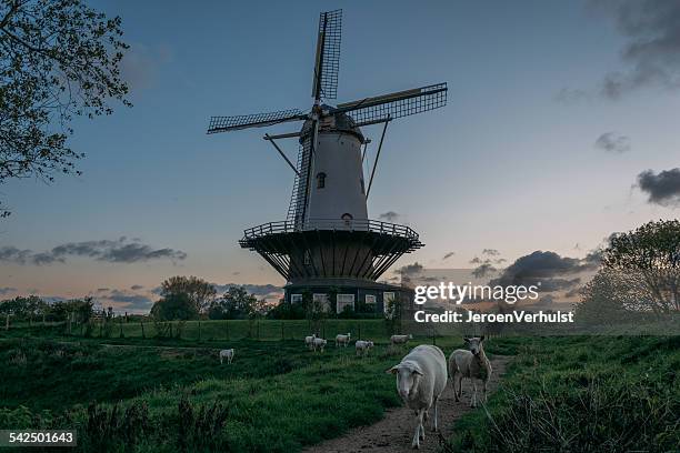 netherlands, zeeland, veere, windmill and grazing sheep at dusk - zeeland stock pictures, royalty-free photos & images