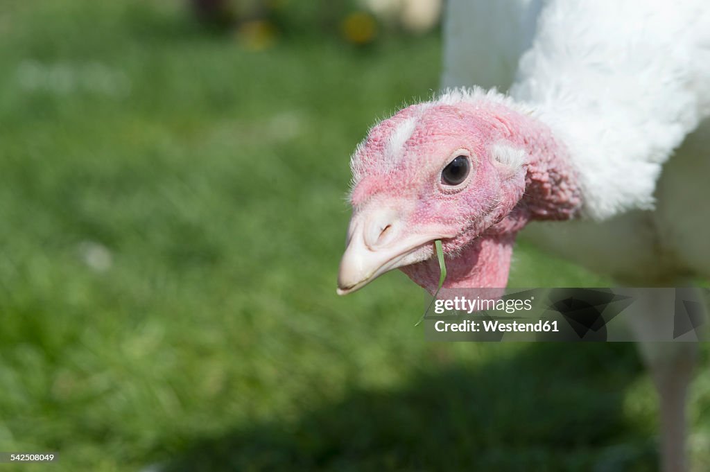 Germany, Unering, Free-range turkey at organic farm