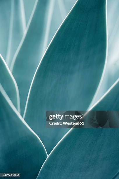 close-up of an agave attenuata - agave plant stockfoto's en -beelden