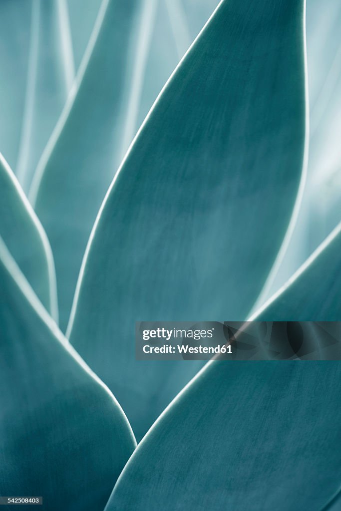 Close-up of an Agave attenuata