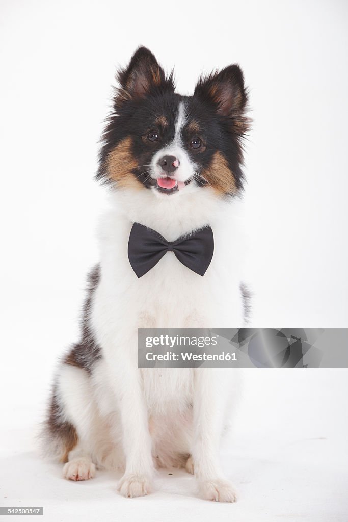 Portrait of Mixed Breed Dog wearing bow-tie sitting in front of white background