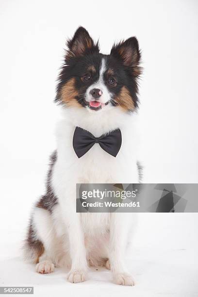 portrait of mixed breed dog wearing bow-tie sitting in front of white background - dog knots stock pictures, royalty-free photos & images