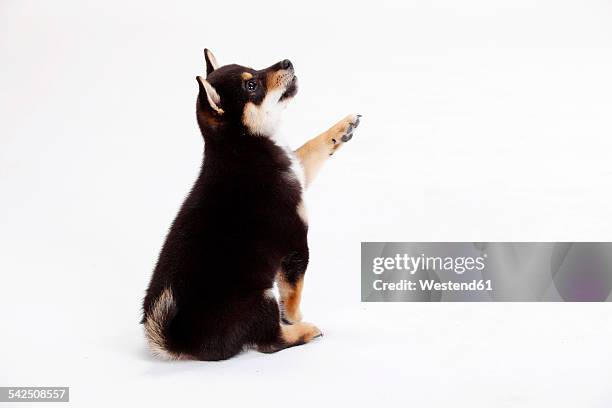 portrait of shiba inu puppy in front of white background - cute shiba inu puppies stock pictures, royalty-free photos & images