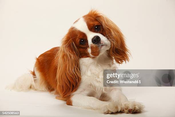 portrait of cavalier king charles spaniel lying in front of white background - spaniel stock pictures, royalty-free photos & images