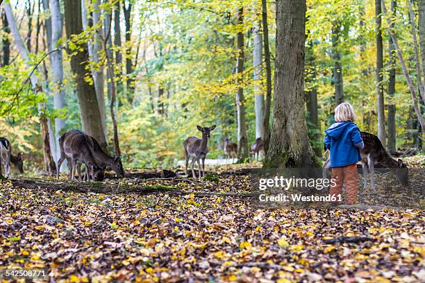 little girl watching roe deer in a game preserve - roe deer female stock pictures, royalty-free photos & images