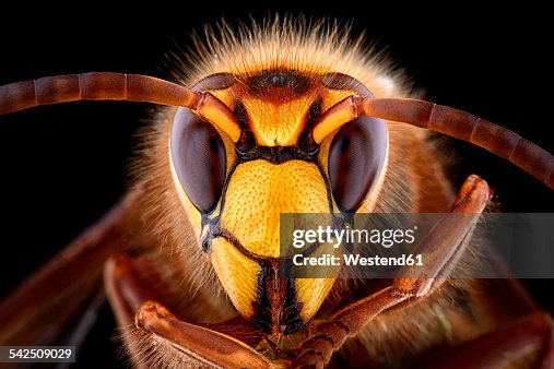 Portrait of European hornet, Vespa crabro Portrait of European hornet, Vespa crabro