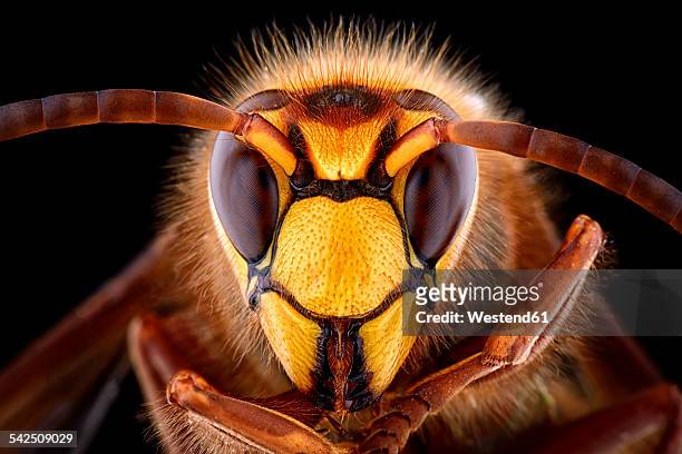 portrait of european hornet, vespa crabro - insekten stock-fotos und bilder