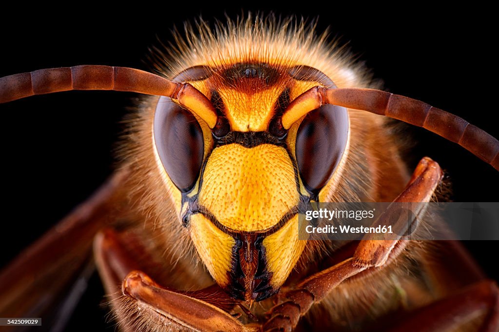 Portrait of European hornet, Vespa crabro