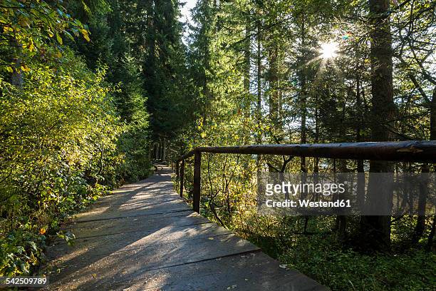 germany, bavaria, bavarian forest national park, wooden boardwalk at lake grosser abersee - nationalpark bayerischer wald stock-fotos und bilder
