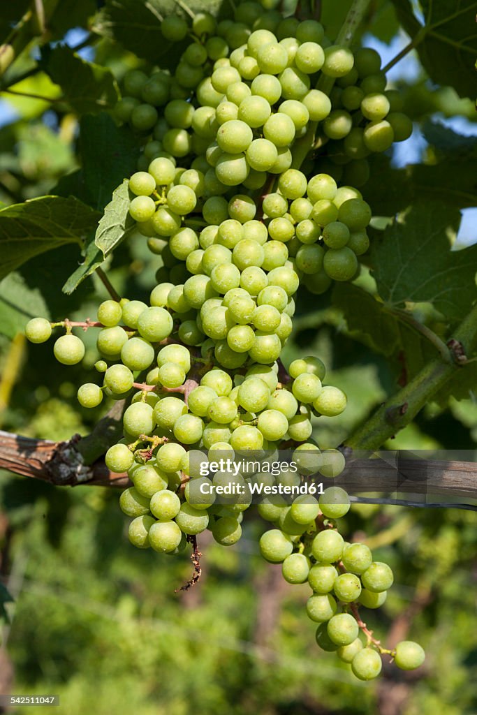 Germany, Baden-Wuerttemberg, Breisach, Grape vine