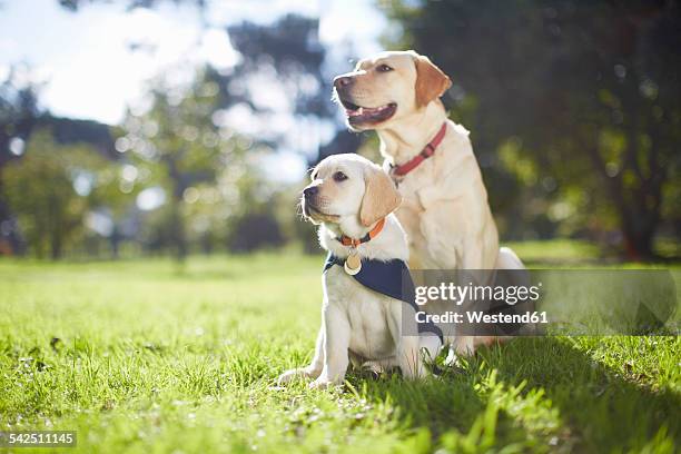 two guide dogs at dog training - seeing eye dog fotografías e imágenes de stock