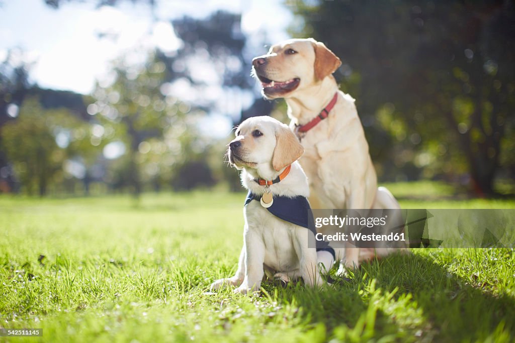 Two guide dogs at dog training