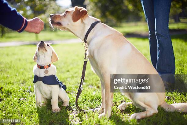 guide dogs at dog training - man reliable learning stockfoto's en -beelden