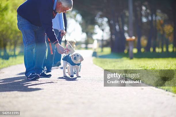 puppy at dog training - man reliable learning stock pictures, royalty-free photos & images