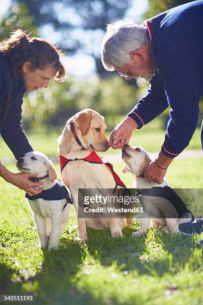 three guide dogs at dog training - man reliable learning stock pictures, royalty-free photos & images