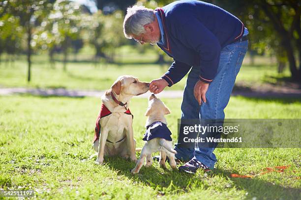 two guide dogs at dog training - man reliable learning stockfoto's en -beelden