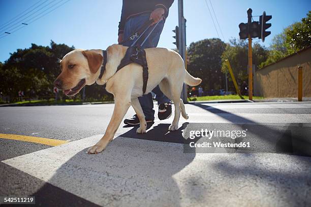 visually impaired man crossing a street with his guide dog - service dog foto e immagini stock