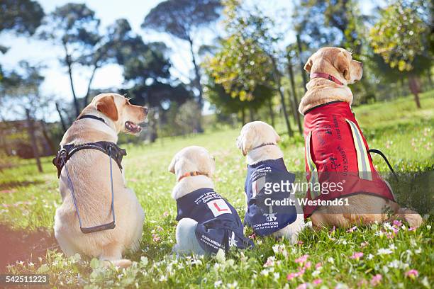three guide dogs at dog training - seeing eye dog fotografías e imágenes de stock