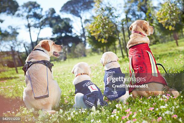 three guide dogs at dog training - service dog foto e immagini stock