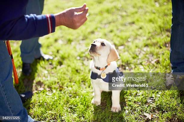 puppy at dog training - obedience class stock pictures, royalty-free photos & images