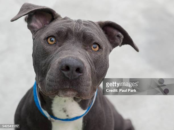 pit bull mix looking up - big ears stock pictures, royalty-free photos & images