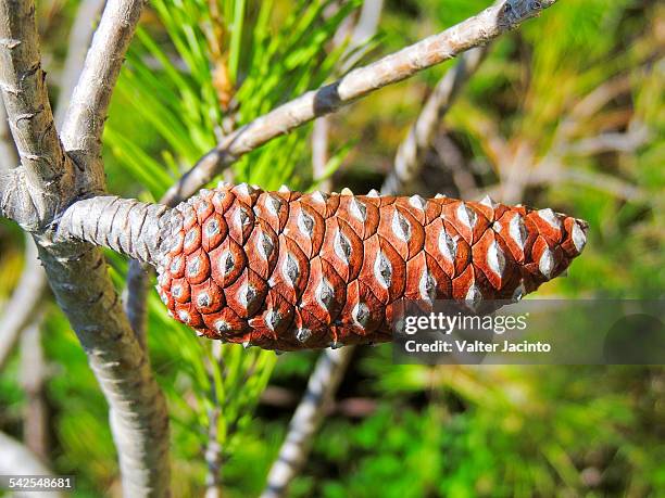 aleppo pine (pinus halepensis) - aleppo pine stock pictures, royalty-free photos & images