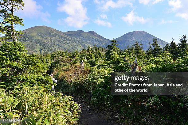 maries' fir trees at mt hakkoda, northern japan - korktanne stock-fotos und bilder