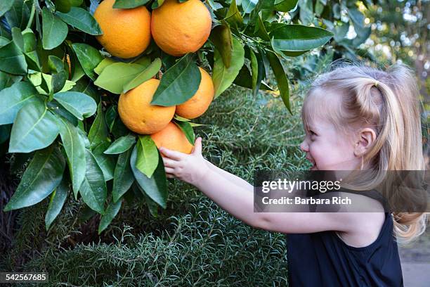 girl picking grapefruit off tree - grapefruit tree stock pictures, royalty-free photos & images