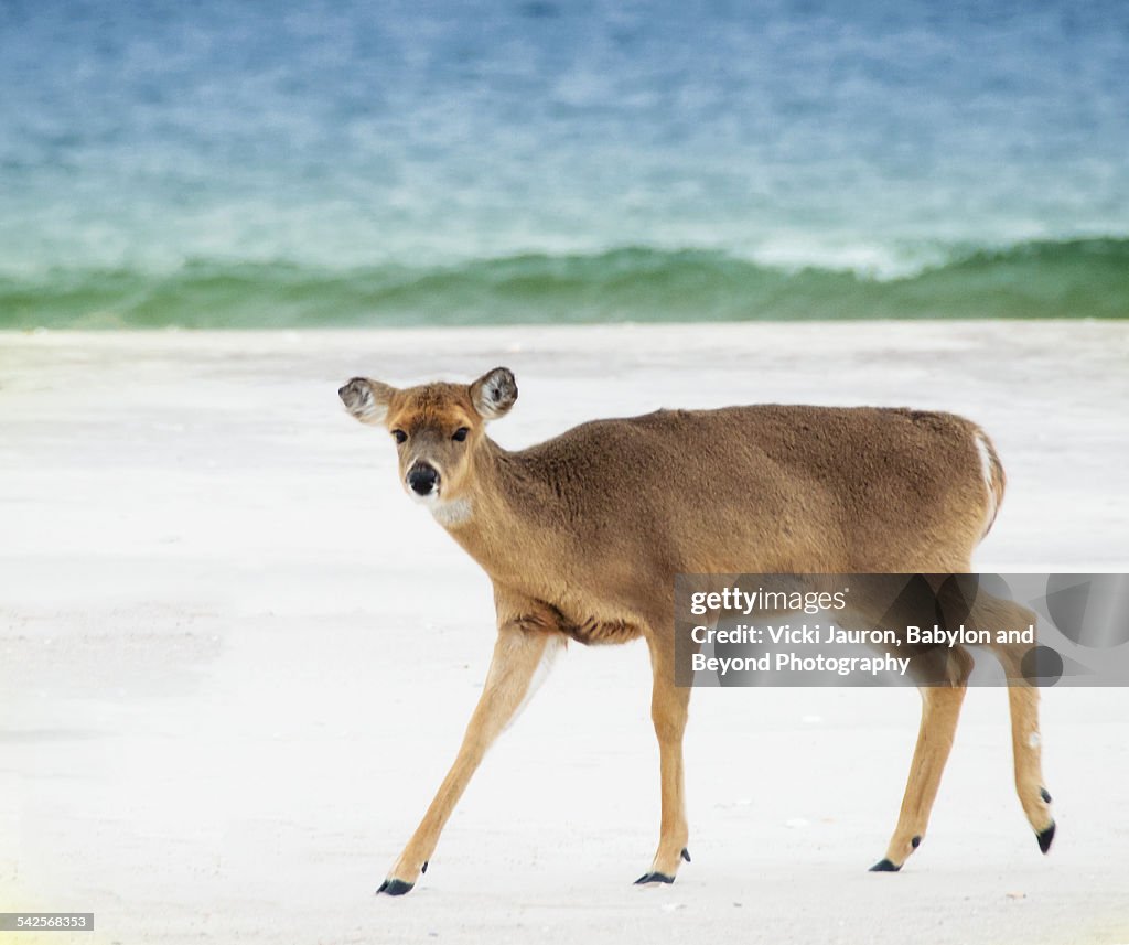 Let's go for a swim on the beach, deer