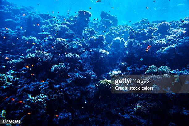 vida no mar tropical, coral macio - fundo do mar imagens e fotografias de stock