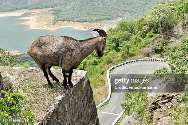 nilgiri tahr - nilgiri tahr stock pictures, royalty-free photos & images