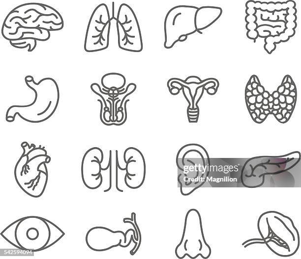 menschliche organe vektor-icons set - human liver stock-grafiken, -clipart, -cartoons und -symbole