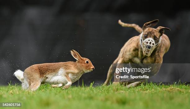 December 2014; Rahina Stream in action during the Derby Trial Stake at the Abbeyfeale Coursing Meeting in Co. Limerick. Picture credit: Stephen...