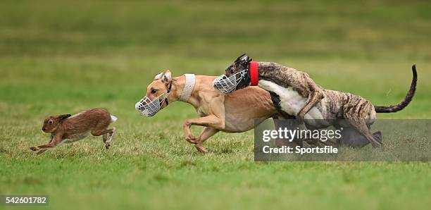 December 2014; Annual Exchange, white collar, in action against Sunday Session, red collar, during the Derby Trial Stake at the Abbeyfeale Coursing...