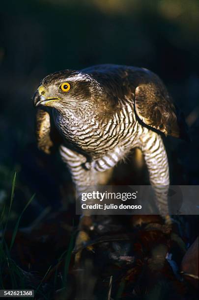 After seizing its prey, this goshawk protects it by making an umbrella with its wings. The bird is being used in hawking and falconry at Domaine...