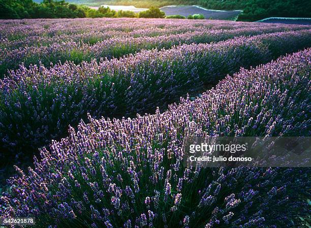 Lavender and jasmine are harvested for the manufacturing of French perfume.