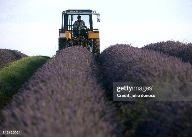 Lavender and jasmine are harvested for the manufacturing of French perfume.