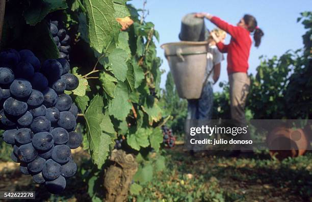 Harvest of grapes and wine making for Beaujolais Nouveau at Pierre Ferraud and Sons domain.