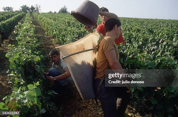 Harvest of grapes and wine making for Beaujolais Nouveau at Pierre Ferraud and Sons domain.