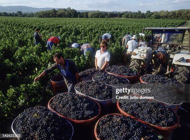Harvest of grapes and wine making for Beaujolais Nouveau at Pierre Ferraud and Sons domain.