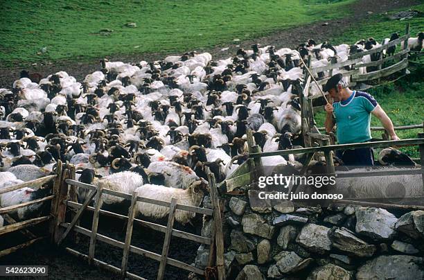 Basque Ranchers 134 Basque Shepherd Stock Photos, High-Res Pictures, and Images - Getty ...