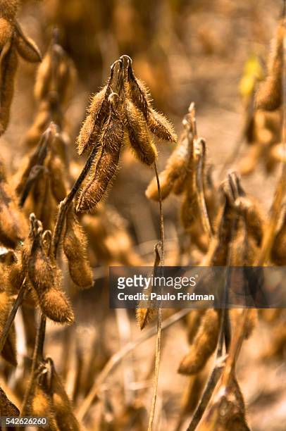 Soy beans ready to be harvested at Fartura Farm, in Mato Grosso state, Brazil. Brazil is the second largest soy producer worldwide.