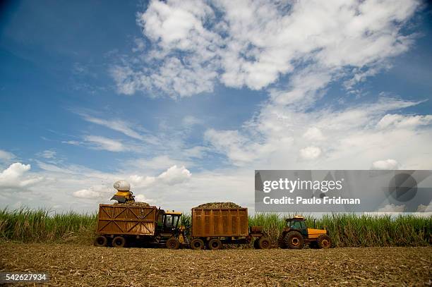 Machines harvest sugarcane at a farm that belongs to Usina de Pedra", Stone Mill, owed by Pedra Agroindustrial S/A , near Ribeirao Preto, State of...