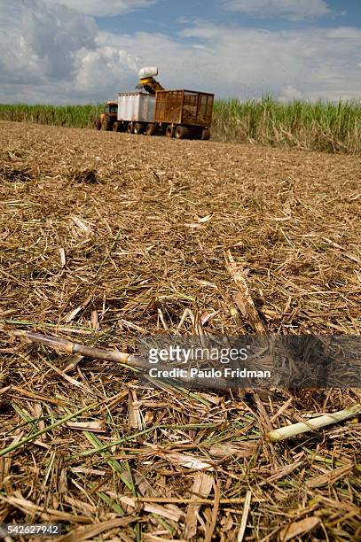 Machines harvest sugarcane at a farm that belongs to Usina de Pedra", Stone Mill, owed by Pedra Agroindustrial S/A , near Ribeirao Preto, State of...