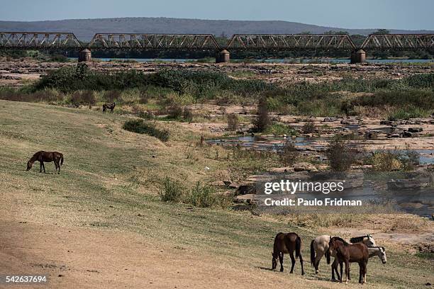 Horses feed themselvez from the grass that was left apparent by the drought of the Sao Francisco river. Pirapora, Minas Gerais, Brazil, October 11th...